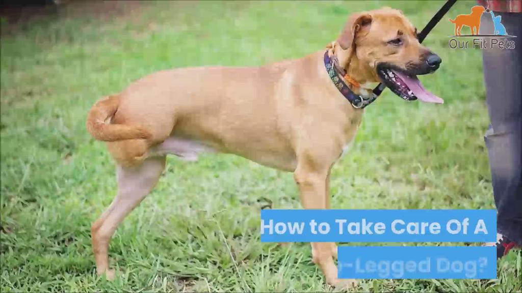 'Video thumbnail for How To Take Care Of A Three-Legged Dog'