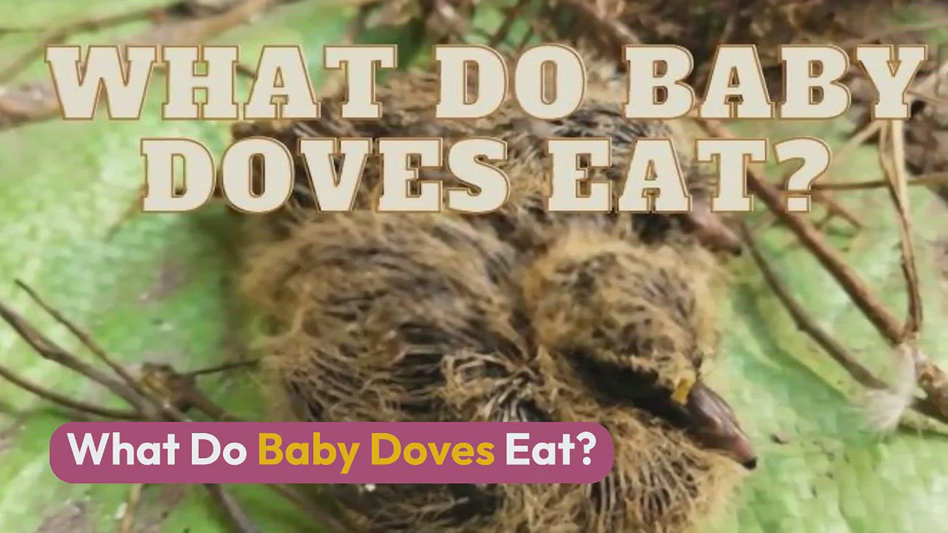 'Video thumbnail for What Do Baby Doves Eat? (Baby Doves Foods & Feeding)'