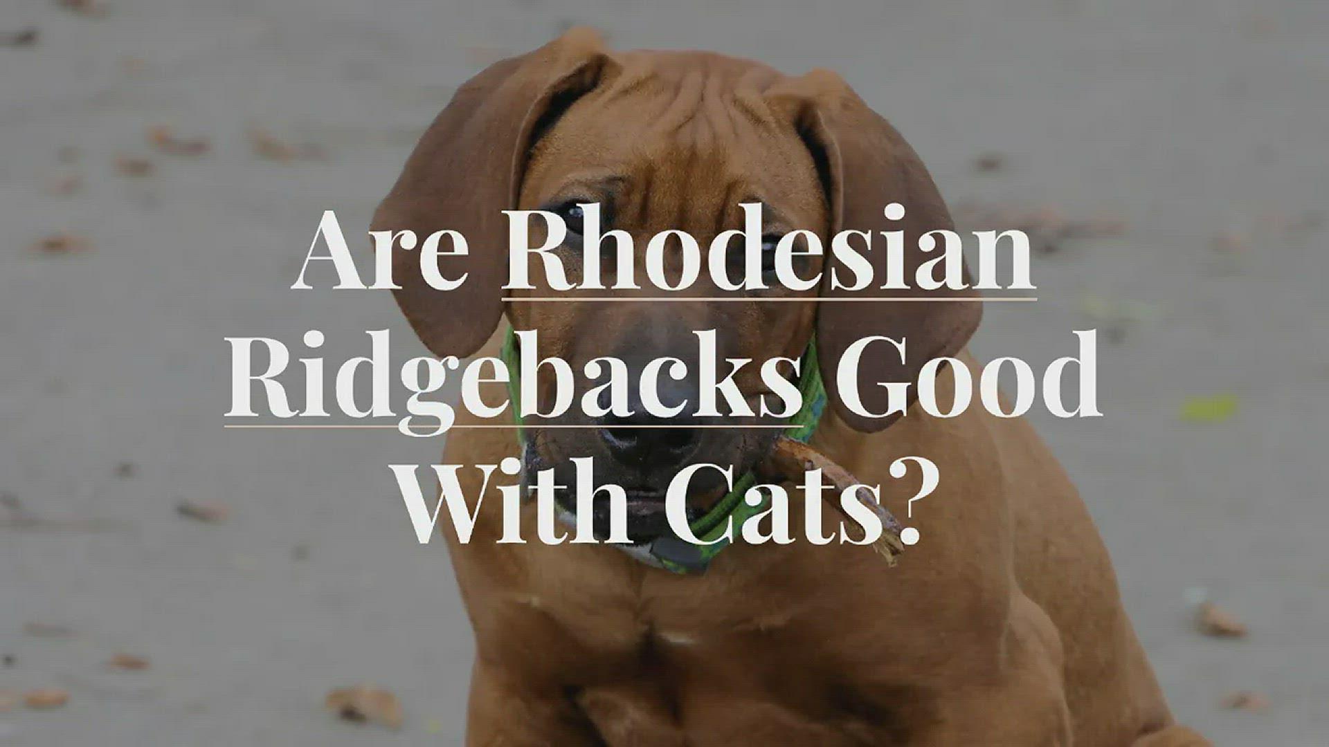 'Video thumbnail for Are Rhodesian Ridgebacks Good with Cats?'