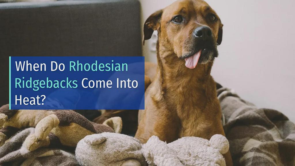 'Video thumbnail for When Do Rhodesian Ridgebacks Come into Heat?'