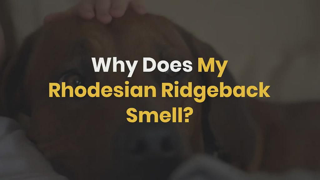 'Video thumbnail for Why Does My Rhodesian Ridgeback Smell?'