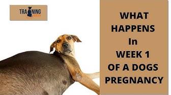 'Video thumbnail for What happens in week 1 of a dog’s pregnancy?'