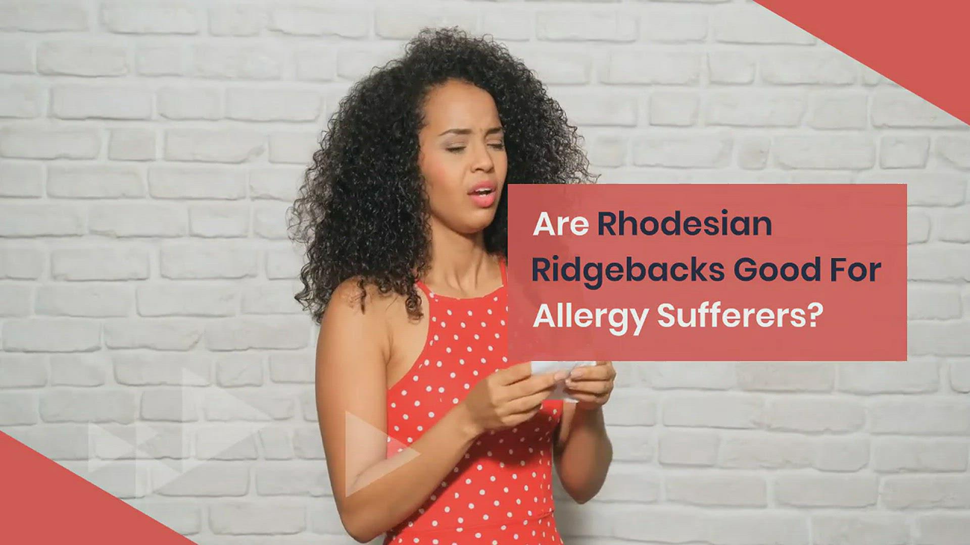 'Video thumbnail for Are Rhodesian Ridgebacks Good for Allergy Sufferers?'