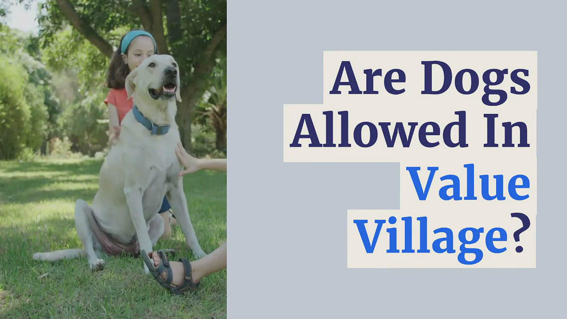 'Video thumbnail for Are Dogs Allowed in Value Village'