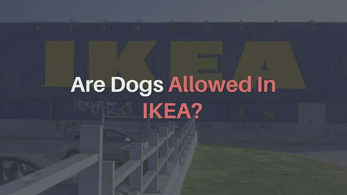 'Video thumbnail for Are Dogs Allowed in IKEA?'