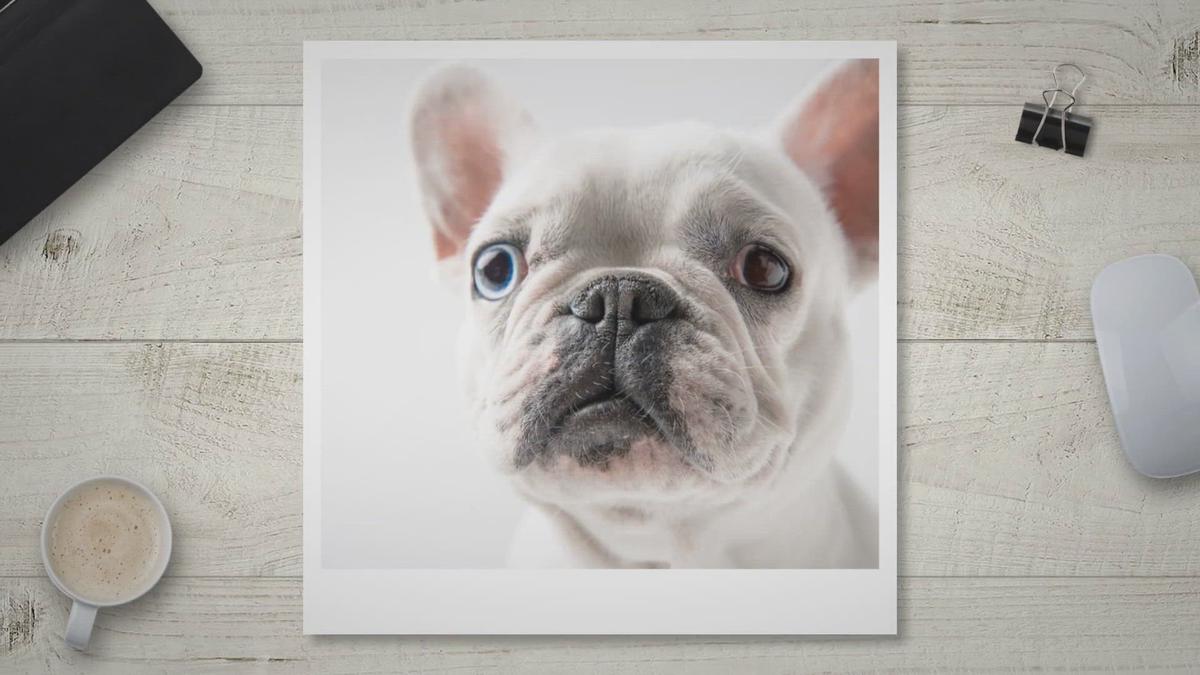'Video thumbnail for French Bulldog Ears: Fact and Tips That Owners Should Know'