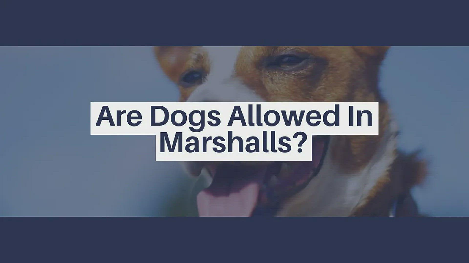 'Video thumbnail for Are Dogs Allowed in Marshalls'