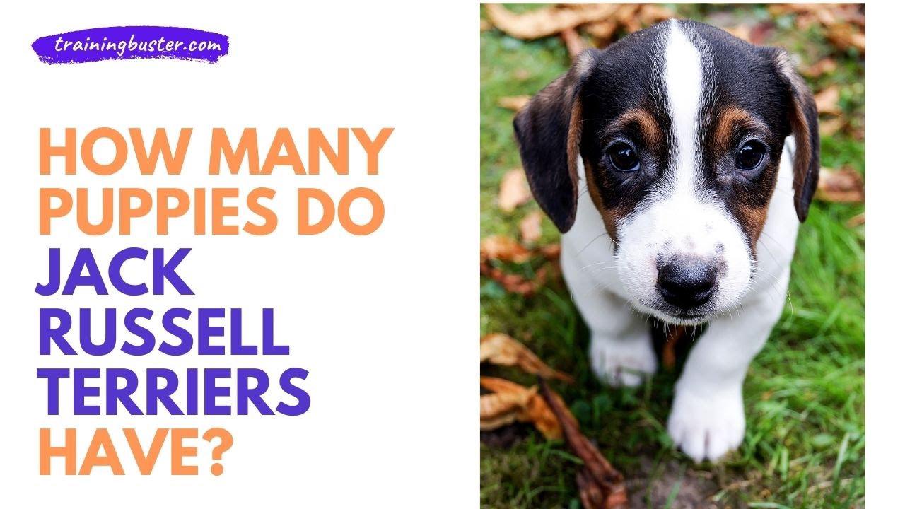 'Video thumbnail for How Many Puppies do Jack Russell Terriers Have?'