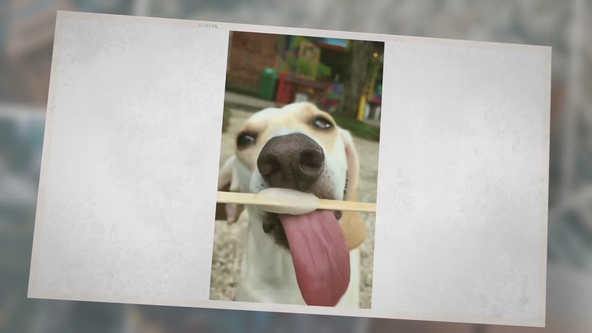 'Video thumbnail for Can Dogs Eat Popsicles? You May Be Surprised What They’re Made Of!'