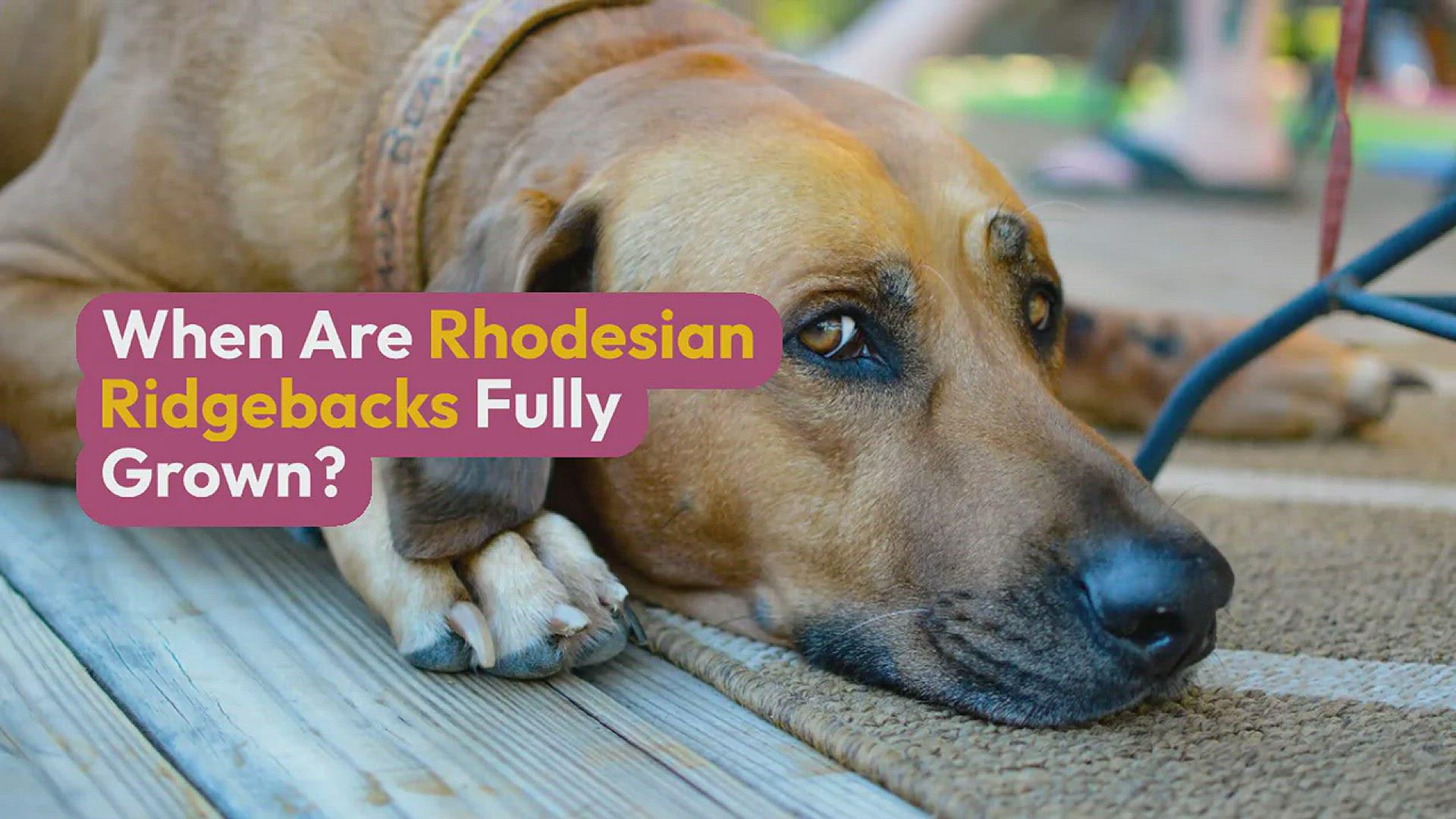 'Video thumbnail for When Are Rhodesian Ridgebacks Fully Grown?'