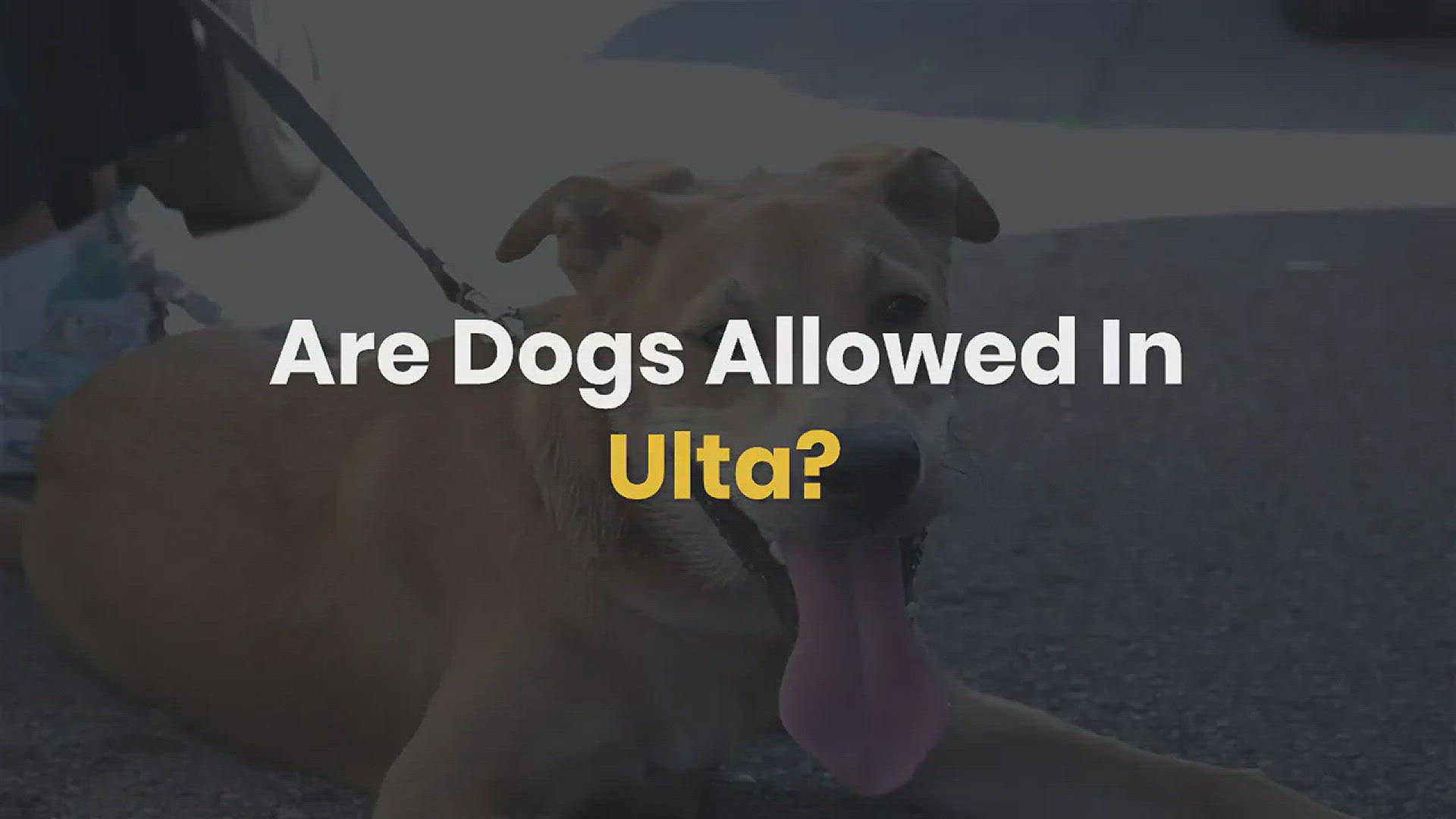 'Video thumbnail for Are Dogs Allowed in Ulta?'