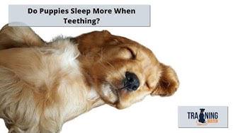 'Video thumbnail for Do Puppies Sleep More When Teething?'