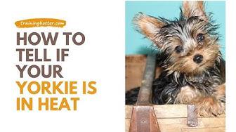 'Video thumbnail for How to Tell if your Yorkie is in Heat?'