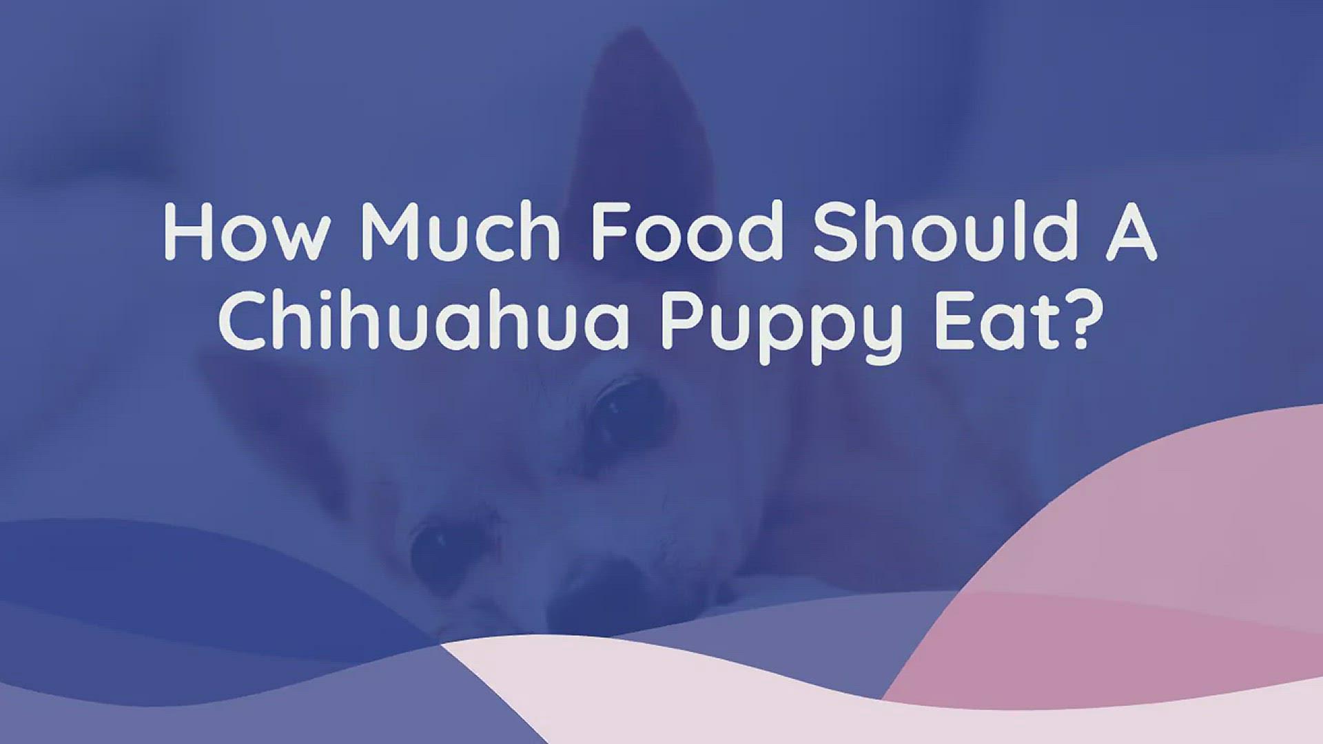 'Video thumbnail for How Much Food Should a Chihuahua Puppy Eat?'