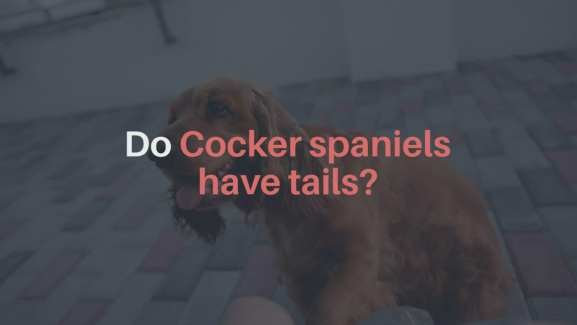 'Video thumbnail for Do Cocker spaniels have tails?'