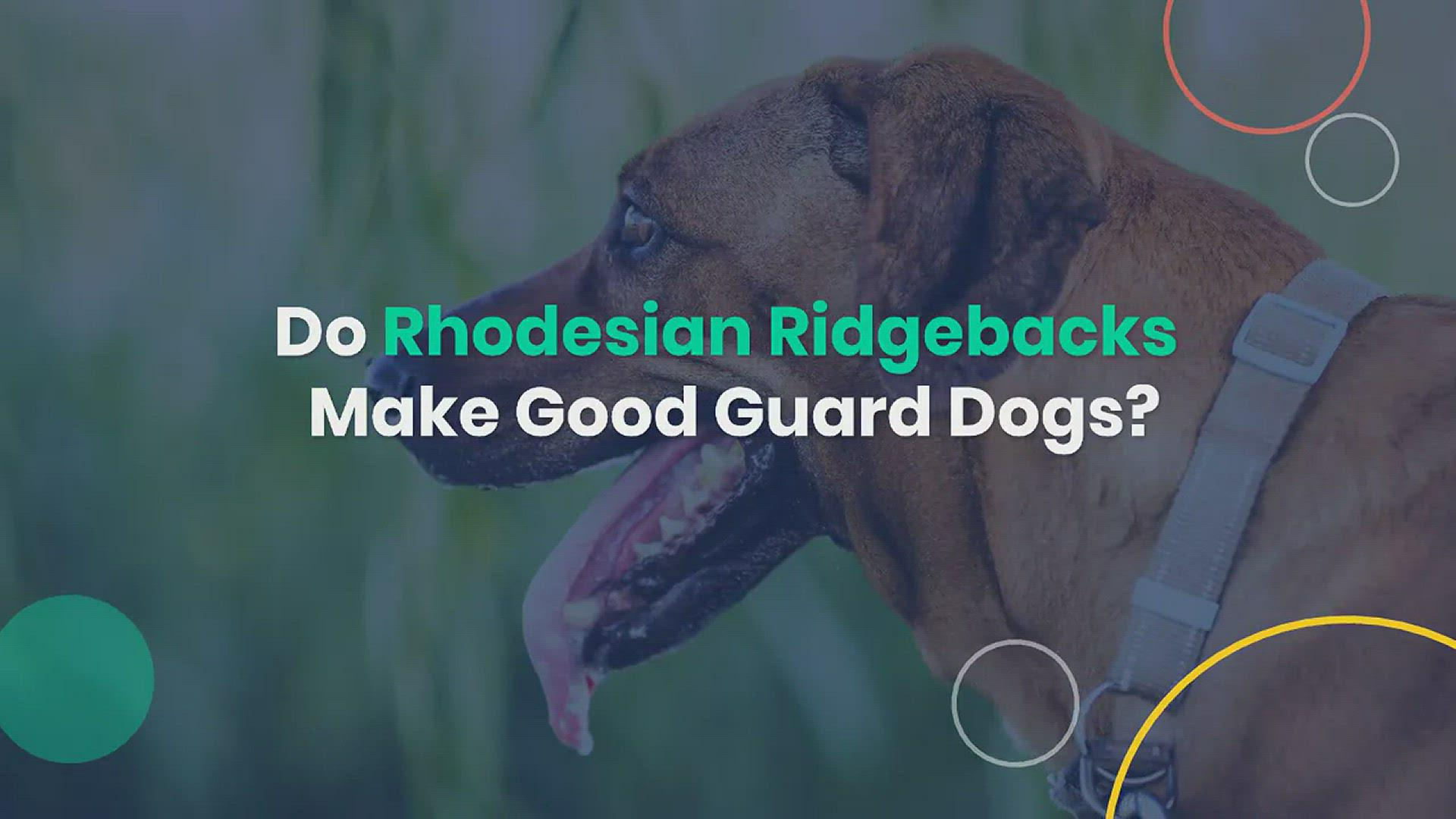 'Video thumbnail for Do Rhodesian Ridgebacks Make Good Guard Dogs?'
