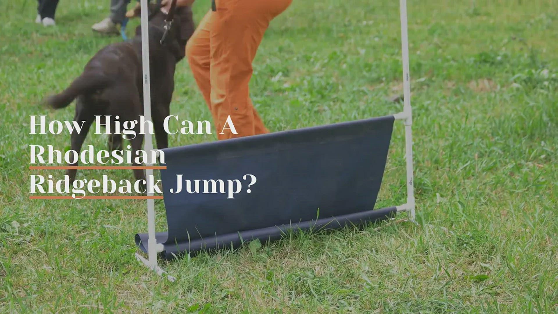 'Video thumbnail for How High Can a Rhodesian Ridgeback Jump?'
