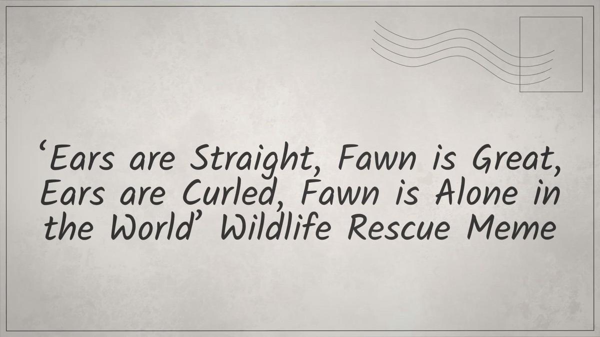 'Video thumbnail for ‘Ears are Straight, Fawn is Great, Ears are Curled, Fawn is Alone in the World’ Wildlife Rescue Meme'