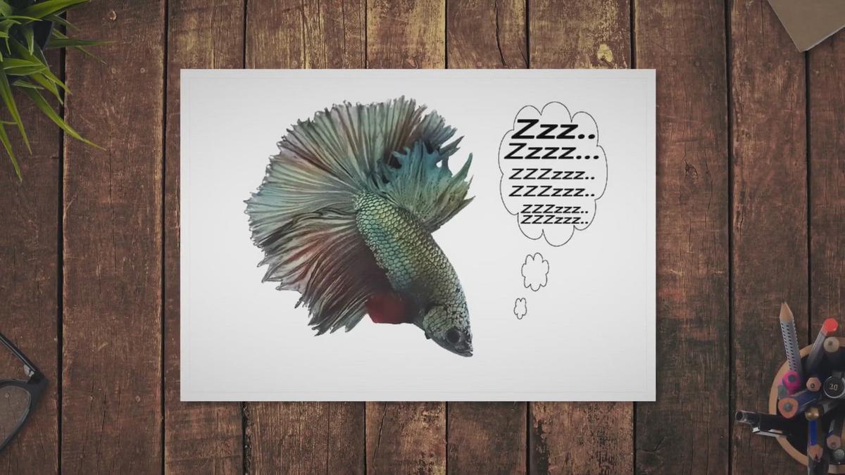 'Video thumbnail for Do Betta Fish Sleep'