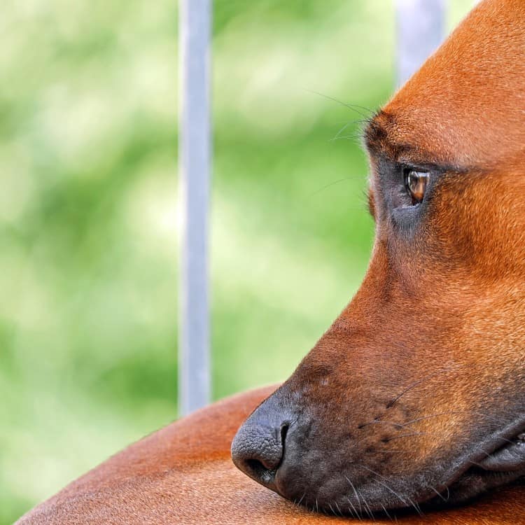 Frequently Asked Questions About Rhodesian Ridgebacks