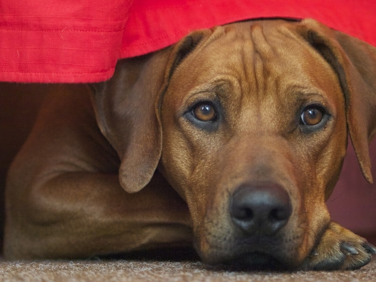 How Are Pet Allergies Tested?