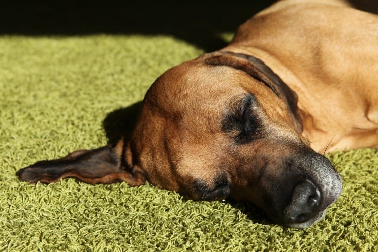 Signs That Your Ridgeback Is In Heat