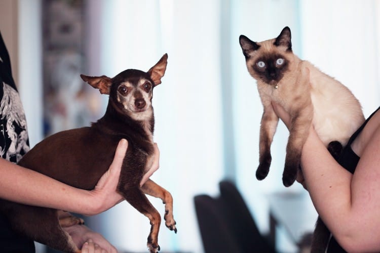 Chihuahua And Cats