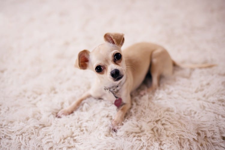 How Long Will A Chihuahua Be Pregnant For?