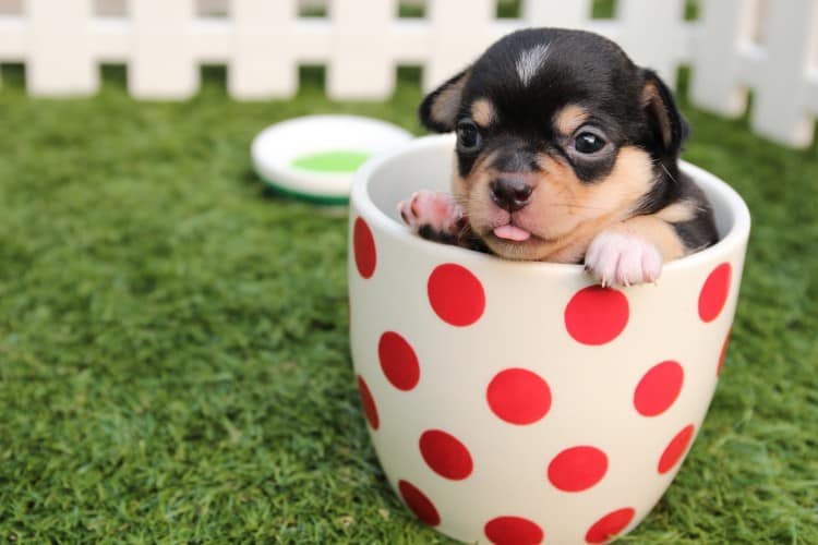 How Much Should A Chihuahua Puppy Eat?
