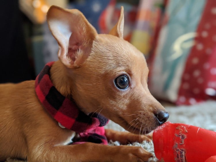 How Much Do Chihuahuas Cost? Pet Smitten