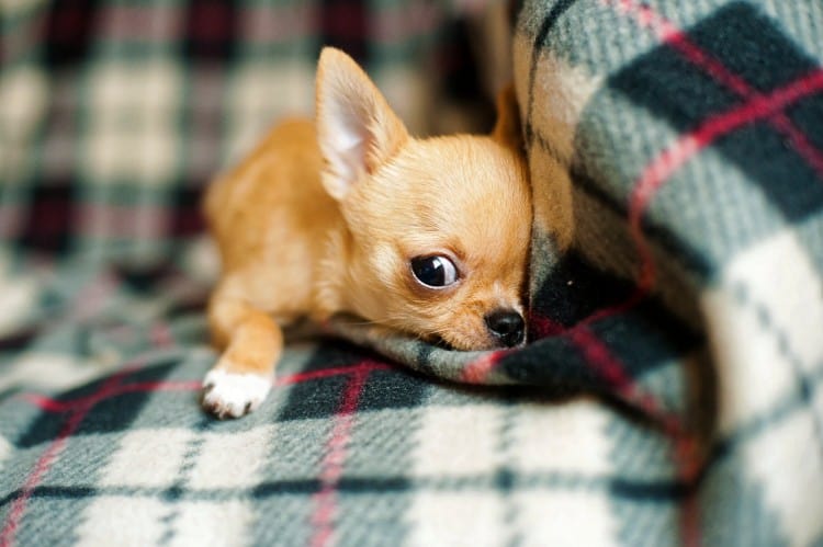 Why Do Chihuahuas Cry At Night