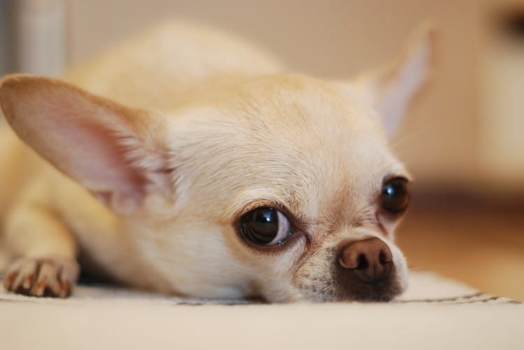 Why Do Chihuahuas Cry At Night