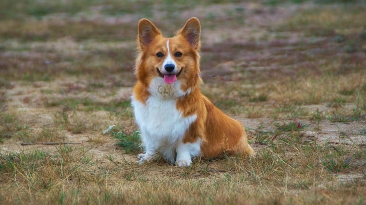 Are Corgis Easy To Train? Or Difficult To Train?