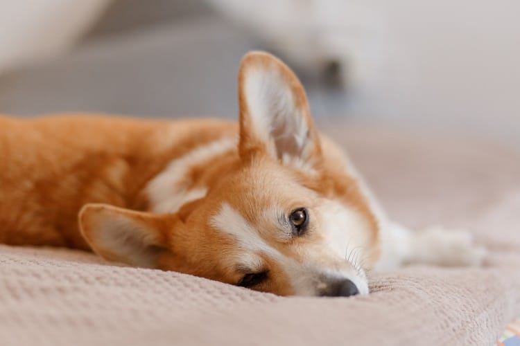 Are Corgis Good Apartment Dogs?
