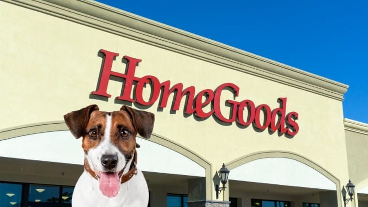 Does TJ Maxx Allow Dogs In 2022? (Pet Policy Explained)