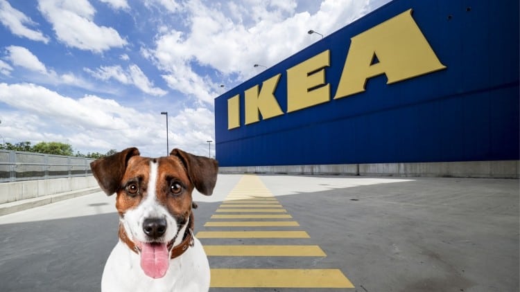 are dogs allowed in ikea stoughton