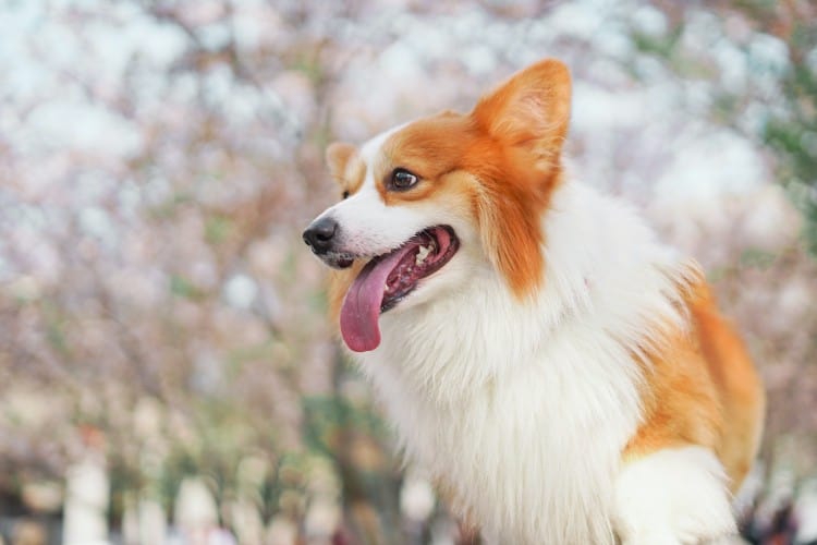 Here, A Corgi Is Clearly Wondering &Quot;Are Dogs Allowed In Hobby Lobby?&Quot;