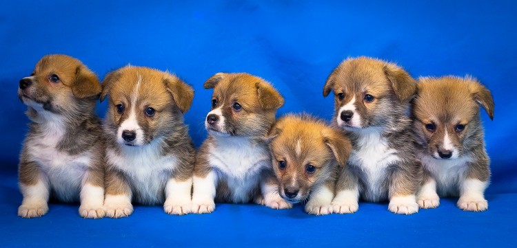 Cute Puppies, No Doubt They Are Wondering Why Do Corgis Sploot?!