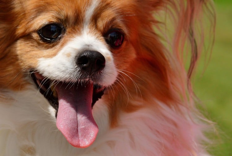 Why Do Chihuahuas Lick So Often?