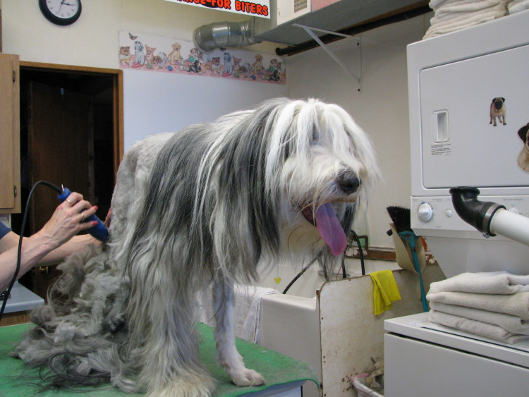 How To Restrain A Dog While Grooming Even For A Large Dog