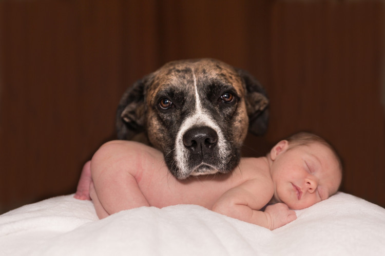 My Dog Is Obsessed With My Newborn Baby - Is It Ok?