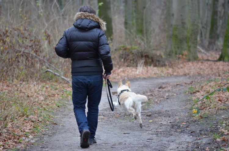 How Often Should You Walk A Golden Retriever?
