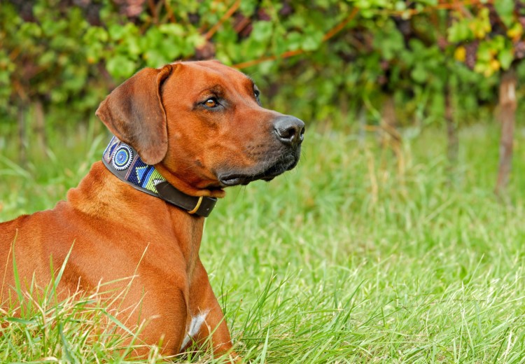 Are Rhodesian Ridgebacks Good For First Time Owners?