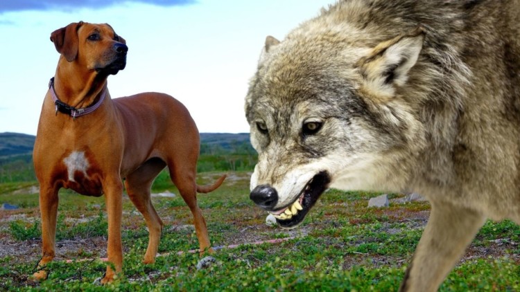 Can A Rhodesian Ridgeback Kill A Wolf