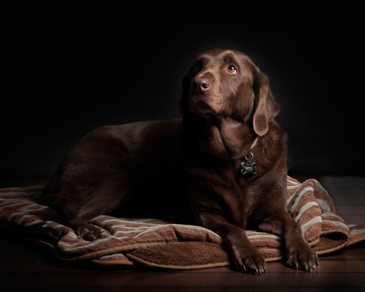 What Is The Best Dog Bed For Large Breeds?
